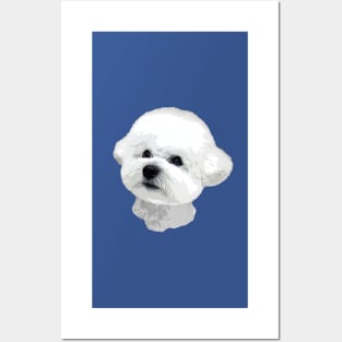 Bichon Frise Adorable Look Posters and Art